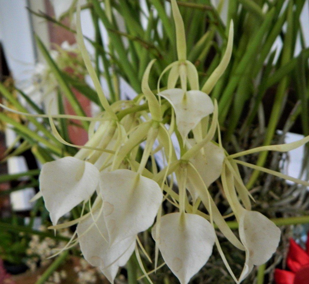 Brassavola Nodosa Orquidário Florália 9776